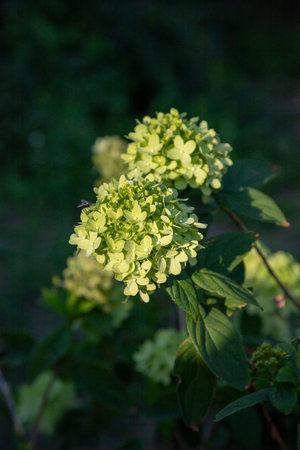Delicate white flowers are in full bloom in a garden, showing their vibrant petals and green foliage...