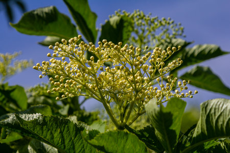 Flower buds and flowers of the Black Elder in spring, Sambucus nigra.の写真素材