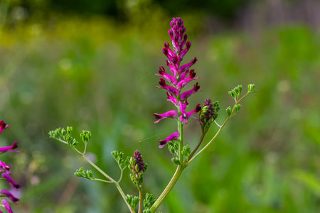 Fumaria officinalis, the common fumitory, drug fumitory or earth smoke, is a herbaceous annual flowering plant, healing for skin problems, blood purification.の写真素材