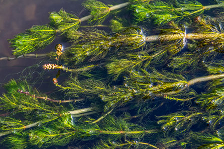 Ceratophyllum demersum aquatic plant in a stream.