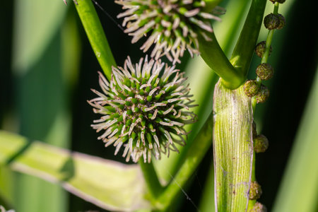 Branched hedgehog Sparganium erectum - flowering plant in the garden pond of a natural garden.