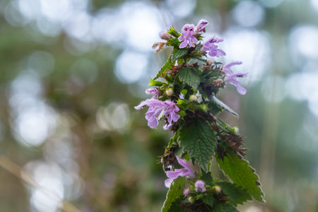Hluchavka Lamium Tryphon Tournesol, pink.