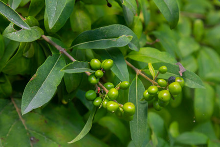 Wild privet or common privet or European privet Ligustrum vulgare fruit and berries isolated on a...