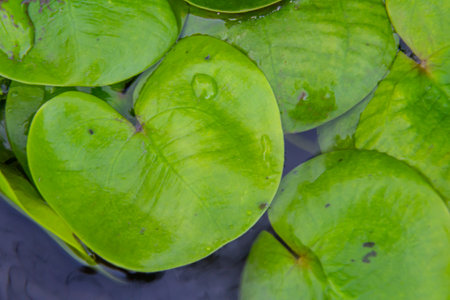 Hydrocharis morsus-ranae, frogbit, is a flowering plant belonging to the genus Hydrocharis in the...