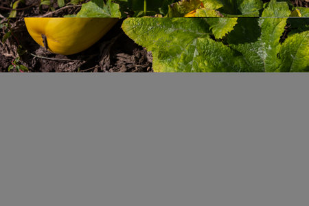 A yellow squash rests against green, textured leaves in a garden, showing the freshness of summer...