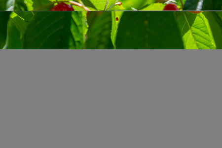 Bright red cherries hang from branches among abundant green foliage, creating a cheerful summer...