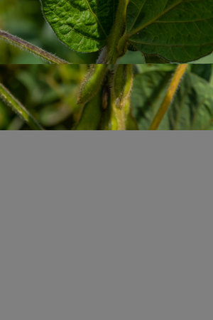 Fresh green soybean pods dangle from a healthy plant in a sunny field, showing the vibrant growth...