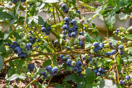 A vibrant blue huckleberry bush displaying clusters of ripening blueberries in a well-tended garden.の写真素材