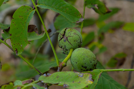 walnut tree, growing walnut in shell on branch, summer trees, green leaves, walnuts in peel.の写真素材