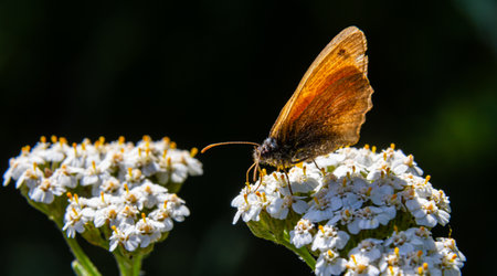 A butterfly rests on delicate white flowers under natural sunlight in a lush garden during a warm afternoon..の写真素材