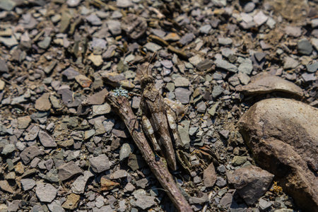An insect blends with gravel, demonstrating its camouflage against the stones and terrain. This moment highlights nature's design and survival strategies.の写真素材