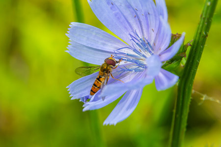 A small insect with orange and black stripes hovers over a delicate blue flower in a lush green...