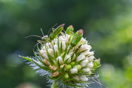 A group of small insects is busily exploring a cluster of budding white clover flowers surrounded by...