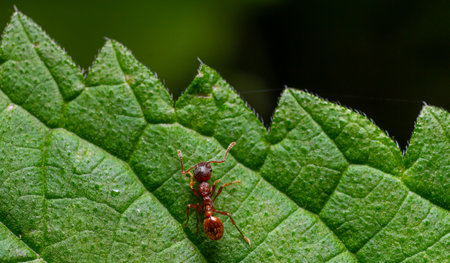 Ant moves across a vibrant green leaf, showing the fine details of its body and the texture of the...