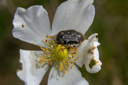 A small black and white beetle is perched on a bright white flower, surrounded by yellow stamens in the warm sunlight of a spring day.の写真素材