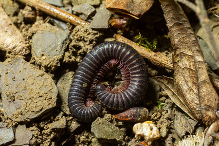A curled millipede lies on the ground, surrounded by small stones and dried leaves, showing its segmented body and dark color in a natural setting.の写真素材