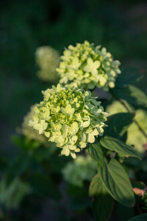 A close-up of clusters of flowers, capturing their intricate green and white petals under soft...