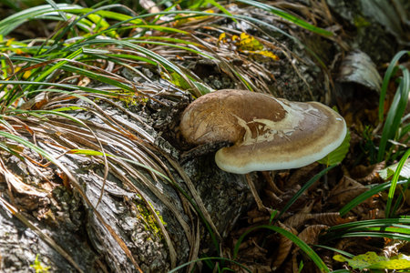 A Fomitopsis betulina mushroom is developing on a decaying log, surrounded by lush green grass and...