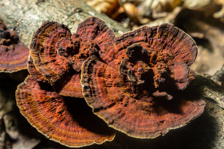Vibrant Hymenochaete rubiginosa fungi thrive on rotting wood, showing deep red and brown colors in a forest setting during the fall season.の写真素材