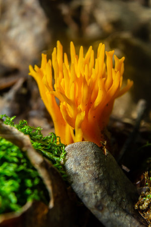 Bright yellow Calocera viscosa stands tall among fallen leaves and moss, displaying its striking coral-like appearance in a forested environment during daylight.の写真素材