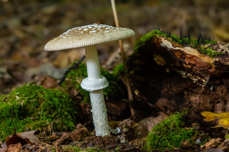 The Amanita pantherina, or the Panther Cap, a beautiful and iconic mushroom. A muted relative of the Amanita muscaria or fly agaric, its cap features a bold pattern of ocher brown dots with white spotの写真素材