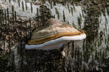 Fomitopsis pinicola, is a stem decay fungus common on softwood and hardwood trees. Its conk fruit...