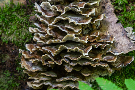 Intricate layers of Psathyrella and Hymenochaete rubiginosa fungi display unique textures on a damp tree trunk amidst lush green moss in a forest setting.の写真素材
