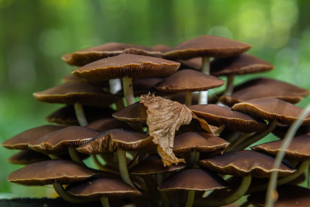 Clusters of mushrooms are growing on a rotting stump in a vibrant forest filled with green foliage...