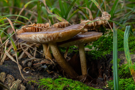 Neofavolus alveolaris and Psathyrella mushrooms emerge from a decaying log, thriving in a lush...
