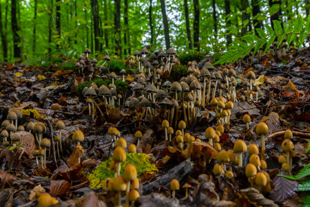 Mushrooms thrive on the forest floor, showing the unique forms of Amanita phalloides and Coprinellus disseminatus among fallen leaves and greenery.の写真素材