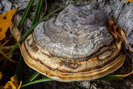 Fomitopsis pinicola, is a stem decay fungus common on softwood and hardwood trees. Its conk fruit...