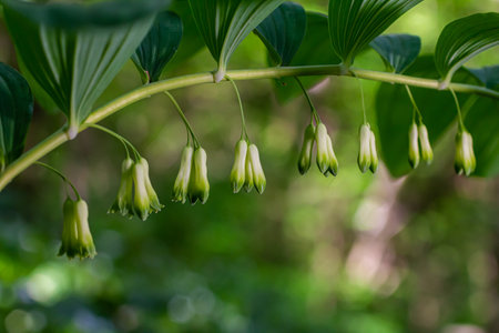 Polygonatum multiflorum flower in meadow, close up.の写真素材