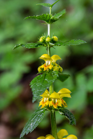 Yellow archangel plant Lamium galeobdolon with flowers and green leaves with white stripes, growing...