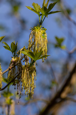 The ash-leaved maple Acer negundo flowers in early spring, sunny day and natural environment,...