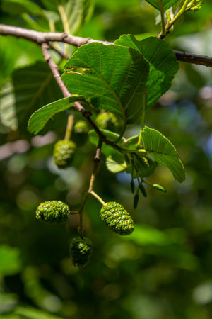 Green and brown alder cones, alder catkins and green leaves.の写真素材