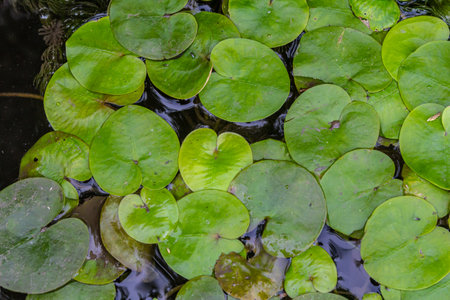 Hydrocharis morsus-ranae, frogbit, is a flowering plant belonging to the genus Hydrocharis in the...