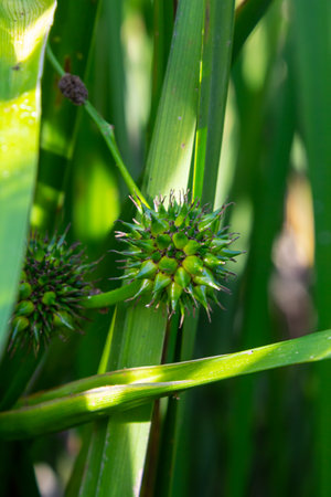 Branched hedgehog Sparganium erectum - flowering plant in the garden pond of a natural garden.