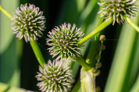 Branched hedgehog Sparganium erectum - flowering plant in the garden pond of a natural garden.の写真素材