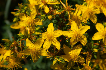 flowers of Saint John's worth, Hypericum perforatum,の写真素材