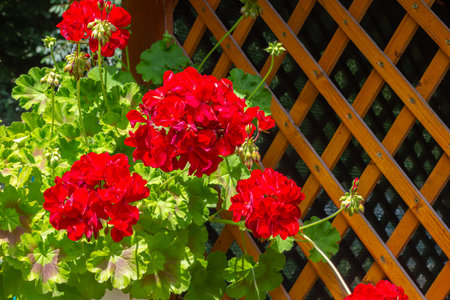 Geranium red flowers. Hanging geranium blooms, close up. Ivy geranium blossoms. Pelargonium peltatum flowers. Growing Hanging Geranium on house wall.の写真素材
