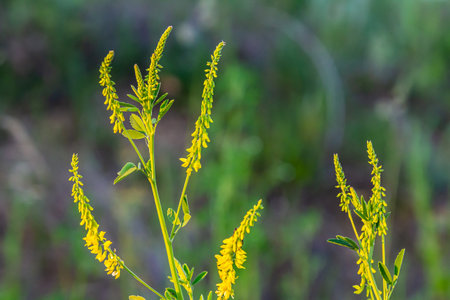 In the wild bloom Melilotus officinalis - honey, essential oil and medicinal plant.