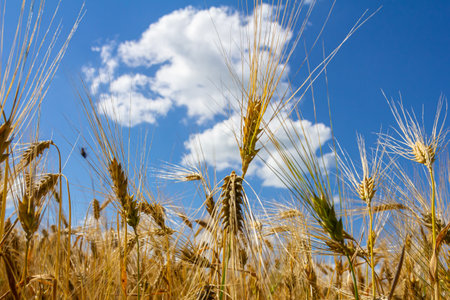 Golden stalks of wheat sway gently under a bright blue sky decorated with fluffy white clouds,...