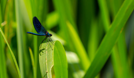 A striking blue dragonfly is perched on a green leaf, surrounded by tall greenery, capturing the beauty of nature in a sunlit environment.の写真素材