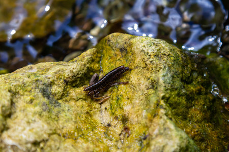 A small black insect is seen moving along a textured rock near water. Sunlight highlights the vibrant colors of the surroundings in a natural habitat.の写真素材