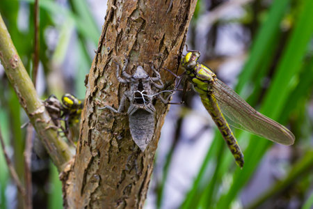 Larval dragonfly gray shell. Nymphal exuvia of Gomphus vulgatissimus. White filaments hanging out of exuvia are linings of tracheae. Exuviae, dried outer casing on blade of grass.の写真素材
