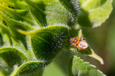 A colorful insect rests on a green leaf surrounded by lush foliage, showing the intricate details of its body and the plant's features under bright sunlight.の写真素材