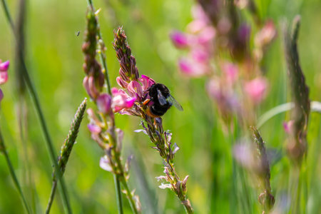 Bumble bee sitting on a thistle flower, closeup. Front view. Genus species Bombus.