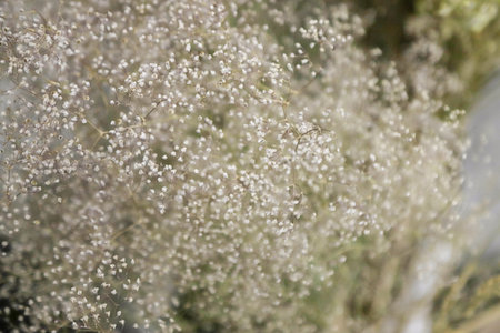 A stunning collection of dried flowers and fine herbs is showcased, highlighting various natural shades and intricate textures, perfect for decoration and inspiration.の写真素材