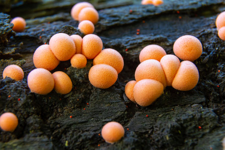Clusters of Lycogala epidendrum, resembling small pinkish spheres, grow on decaying wood, thriving...