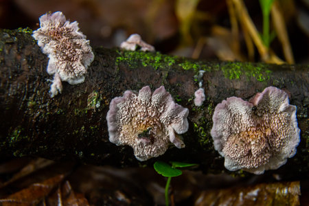 Xylodon fungus thrives on a decayed log in a humid forest, displaying unique textures and patterns...
